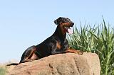 DOBERMANN 592